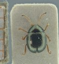 BE-RBINS-ENT Antitypona saltatoria K30_D01_003 Dorsal.jpg