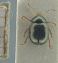 BE-RBINS-ENT Antitypona saltatoria K30_D01_004 Dorsal.jpg