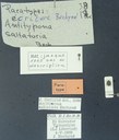 BE-RBINS-ENT Antitypona saltatoria K30_D01_004 Label.jpg