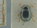 BE-RBINS-ENT Antitypona saltatoria K30_D01_005 Dorsal.jpg