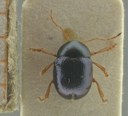 BE-RBINS-ENT Antitypona saltatoria K30_D01_006 Dorsal.jpg