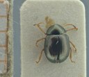 BE-RBINS-ENT Antitypona saltatoria K30_D01_007 Dorsal.jpg