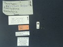 BE-RBINS-ENT Antitypona saltatoria K30_D01_007 Label.jpg