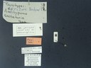 BE-RBINS-ENT Antitypona saltatoria K30_D01_008 Label.jpg