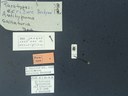 BE-RBINS-ENT Antitypona saltatoria K30_D01_009 Label.jpg