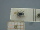BE-RBINS-ENT Antitypona saltatoria K30_D01_011 Dorsal.jpg