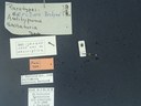 BE-RBINS-ENT Antitypona saltatoria K30_D01_011 Label.JPG