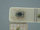 BE-RBINS-ENT Antitypona saltatoria K30_D01_012 Dorsal.jpg