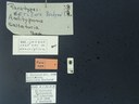 BE-RBINS-ENT Antitypona saltatoria K30_D01_012 Label.JPG