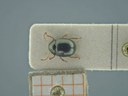 BE-RBINS-ENT Antitypona saltatoria K30_D01_013 Dorsal.jpg
