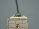 BE-RBINS-ENT Antitypona saltatoria K30_D01_013 Frontal.jpg