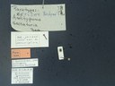 BE-RBINS-ENT Antitypona saltatoria K30_D01_013 Label.JPG