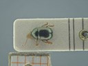 BE-RBINS-ENT Antitypona saltatoria K30_D01_014 Dorsal.jpg