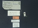 BE-RBINS-ENT Antitypona saltatoria K30_D01_014 Label.JPG