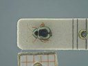 BE-RBINS-ENT Antitypona saltatoria K30_D01_015 Dorsal.jpg
