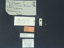 BE-RBINS-ENT Antitypona saltatoria K30_D01_015 Label.JPG