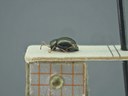 BE-RBINS-ENT Antitypona saltatoria K30_D01_015 Lateral.jpg
