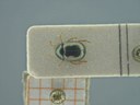 BE-RBINS-ENT Antitypona saltatoria K30_D01_016 Dorsal.jpg
