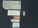 BE-RBINS-ENT Antitypona saltatoria 30_D01_016 Label.JPG