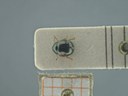BE-RBINS-ENT Antitypona saltatoria K30_D01_017 Dorsal.jpg