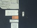 BE-RBINS-ENT Antitypona saltatoria K30_D01_017 Label.JPG