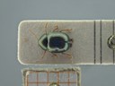BE-RBINS-ENT Antitypona saltatoria K30_D01_018 Dorsal.jpg