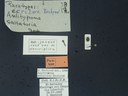 BE-RBINS-ENT Antitypona saltatoria K30_D01_018 Label.JPG
