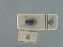 BE-RBINS-ENT Antitypona saltatoria K30_D01_019 Dorsal.jpg