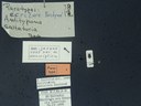 BE-RBINS-ENT Antitypona saltatoria K30_D01_019 Label.JPG