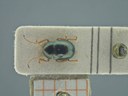 BE-RBINS-ENT Antitypona saltatoria K30_D01_020 Dorsal.jpg