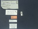 BE-RBINS-ENT Antitypona saltatoria K30_D01_020 Label.JPG
