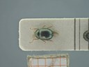 BE-RBINS-ENT Antitypona saltatoria K30_D01_022 Dorsal.jpg