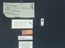 BE-RBINS-ENT Antitypona saltatoria K30_D01_022 Label.JPG