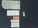BE-RBINS-ENT Antitypona saltatoria K30_D01_023 Label.JPG