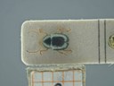 BE-RBINS-ENT Antitypona saltatoria K30_D01_024 Dorsal.jpg