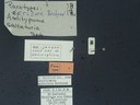 BE-RBINS-ENT Antitypona saltatoria K30_D01_024 Label.JPG