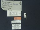 BE-RBINS-ENT Antitypona saltatoria K30_D01_025 Label.JPG