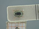 BE-RBINS-ENT Antitypona saltatoria K30_D01_026 Dorsal.jpg