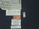 BE-RBINS-ENT Antitypona saltatoria K30_D01_026 Label.JPG