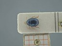 BE-RBINS-ENT Antitypona saltatoria K30_D01_028 Dorsal.jpg
