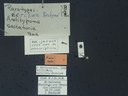 BE-RBINS-ENT Antitypona saltatoria K30_D01_028 Label.JPG