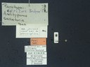 BE-RBINS-ENT Antitypona saltatoria K30_D01_029 Label.JPG