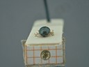 BE-RBINS-ENT Antitypona saltatoria K30_D01_030 Frontal.jpg