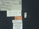 BE-RBINS-ENT Antitypona saltatoria K30_D01_030 Label.JPG