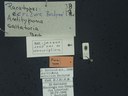 BE-RBINS-ENT Antitypona saltatoria K30_D01_031 Label.JPG