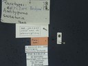 BE-RBINS-ENT Antitypona saltatoria K30_D01_032 Label.JPG