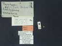 BE-RBINS-ENT Antitypona saltatoria K30_D01_033 Label.JPG