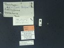 BE-RBINS-ENT Antitypona saltatoria K30_D01_034 Label.JPG