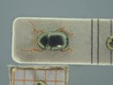 BE-RBINS-ENT Antitypona saltatoria K30_D01_035 Dorsal.jpg