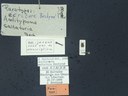 BE-RBINS-ENT Antitypona saltatoria K30_D01_035 Label.JPG
